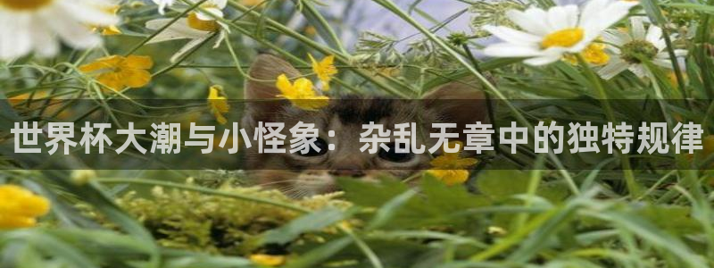 世界杯欧洲区预选赛赛程：世界杯大潮与小怪象：杂乱无章中的独特规律