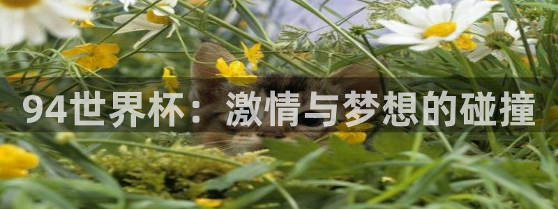 2026年世界杯直播平台：94世界杯：激情与梦想的碰撞